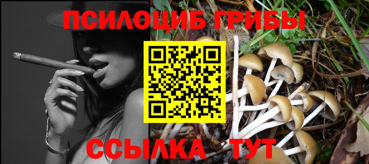 Галлюциногенные грибы Cubensis Курчалой